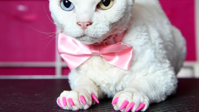 Plastic nails for store cats