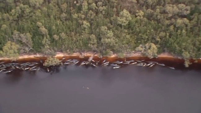 Nearly 400 whales are dead in mass stranding off coast of Australia - ABC  News