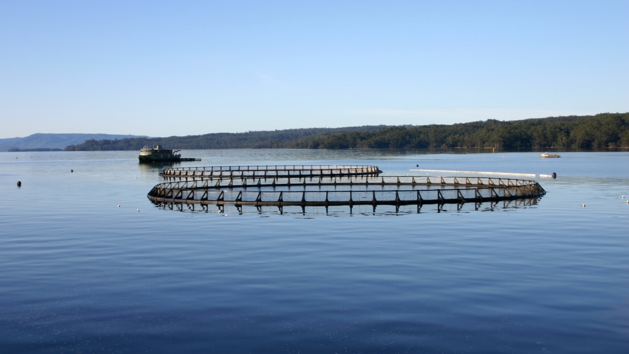 Tasmanian salmon industry at risk of shutdown to save endangered fish