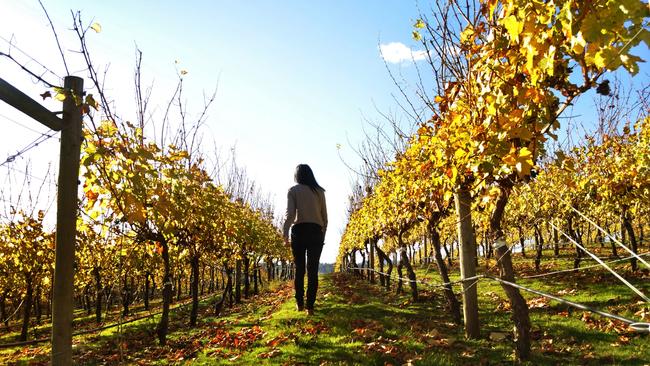 Beauty Point. Tassie Towns 2020. Tamar Valley Vineyard