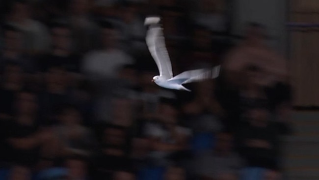 The seagull was loving the attention. Photo: Channel 9