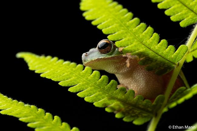 Animal Portrait by Ethan Mann, Queensland. Cascade Tree Frog ‘Through the Fern’ Sunshine Coast, Queensland.