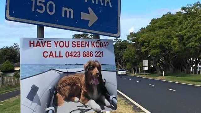 Posters of Koda have been put up around the Clarence Valley. Picture: Contributed