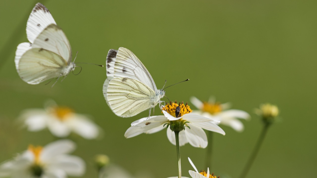 What does it mean if you keep seeing white butterflies?