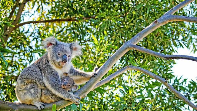 FIELD DAY: Lismore City Council invites landholders to a free field day about living with koalas on rural lands. Picture: Brad Mustow