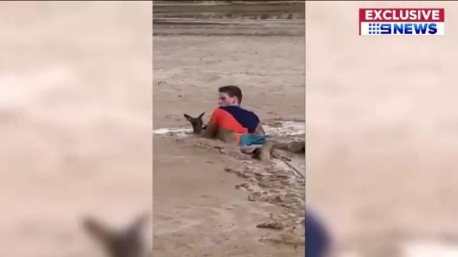 Boys rescue kangaroo stuck in mud