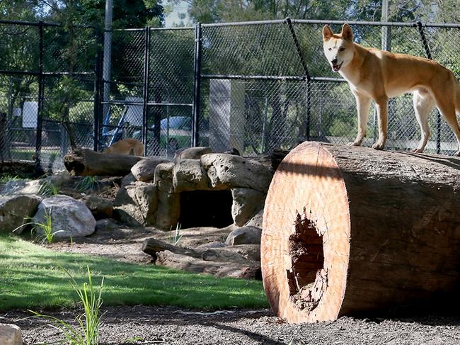 Upgrades have been made to the dingo enclosure at the Ipswich Nature Centre.