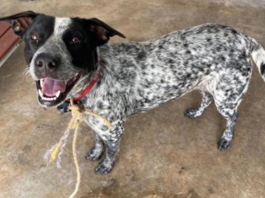 Blue Heeler puppy Little Girl was euthanised by the Palmerston pound after owner could not be contacted. The owner says he tried to ring the pound but never got a call back. Picture: Supplied.