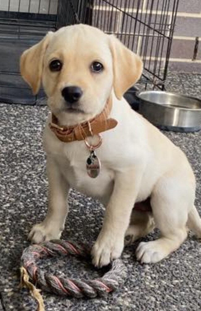 Frankie: Natalie Coppens' 8 week old Golden Labrador