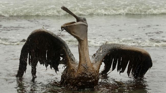 A pelican coated in oil from the Deepwater Horizon disaster. Picture: Charlie Riedel