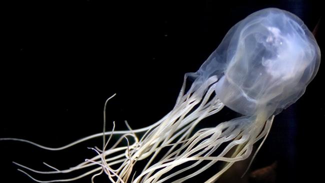 Baby flown after a jellyfish sting at K’gari. Picture: Supplied