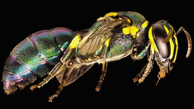 Palaeorhiza (Cnemidorhiza) disrupta, a rarely seen Queensland bee. Picture: James Dorey / CSIRO