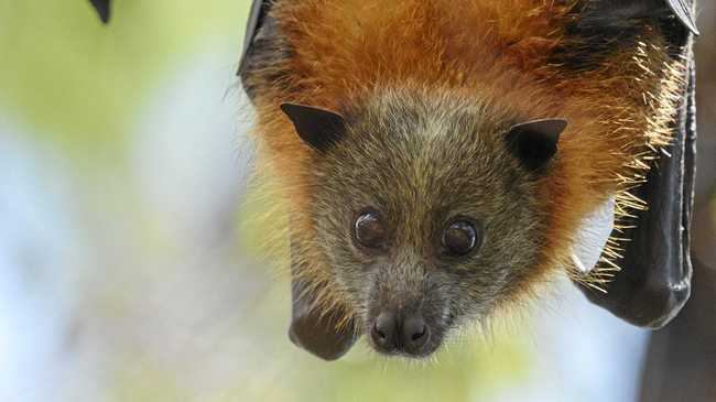 New rules to help manage flying foxes | The Courier Mail