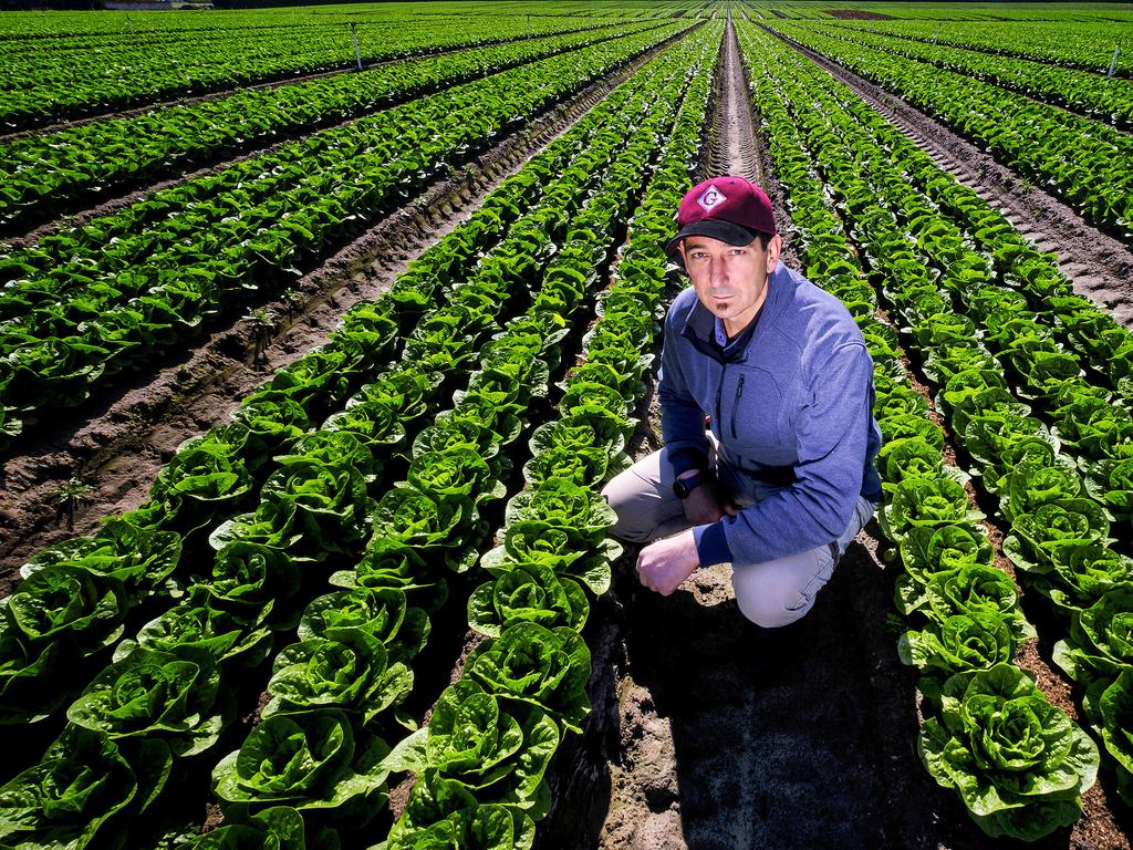 Pickerless farmers face another crop loss