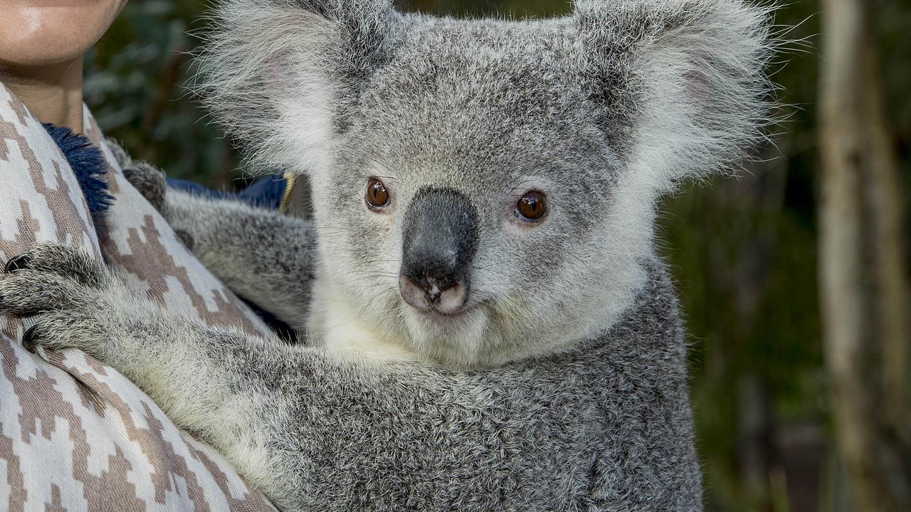 A drastic plan has been proposed to control the koala population in parts of South Australia. Picture: Jerad Williams