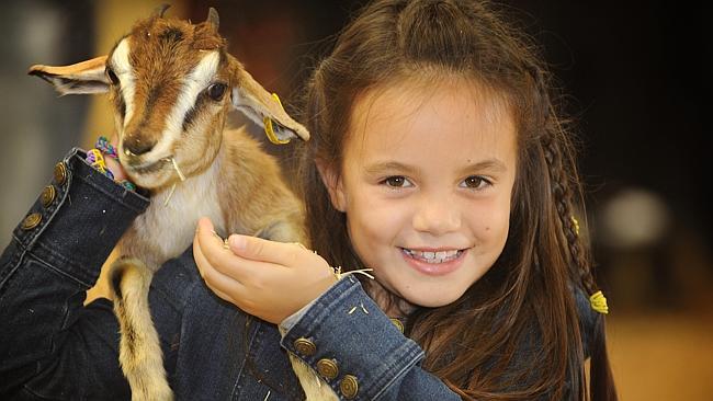 No kidding ... the cute factor ensures the Farmyard Nursery is a perennial favourite, allowing children like Madeleine Wyse, 8, of Penshurst, to get up close to baby animals. Picture: Melvyn Knipe