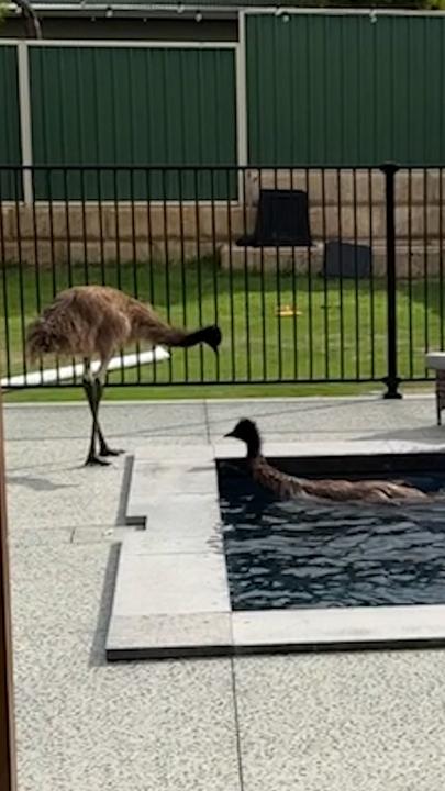 Wild emus make themselves at home in Aussie’s pool