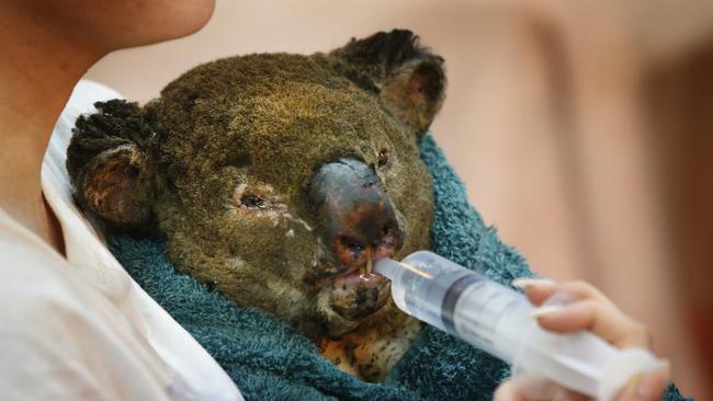 Guzzle the male koala who suffered burns to his nose face and paws at Mallacoota, drinks water through a syringe. Picture: David Caird