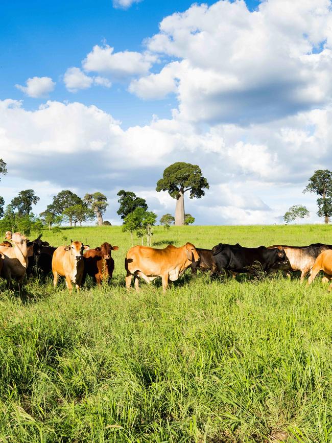 Cattle on the Burnham family's Bonnie Doone Beef property, Monto, Queensland. Picture: Davina Bambrick