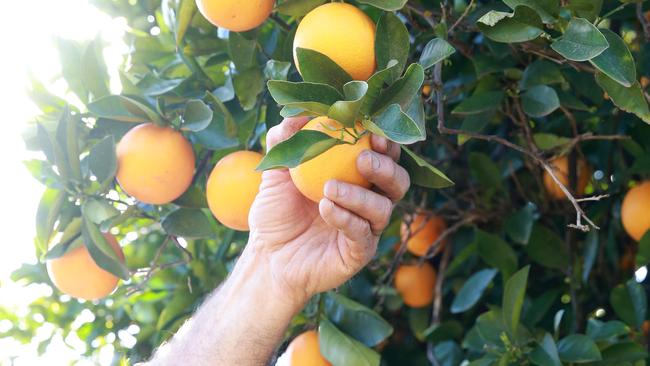 Pick a town: Backpackers are leaving Melbourne looking for work harvesting oranges in Mildura, despite coronavirus lockdowns. Picture: ANDY ROGERS