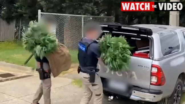 Multi-million dollar cannabis bust in Seaford