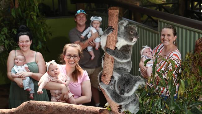 The CaPTA Group has seen a baby boom in recent months, with both staff members and animals giving birth to little bundles of joy. Anna-Rita Evans with her son Fletcher, 3 months, Bronwyn Doti with her daughter Talia, 3 months, Ben Kahler with his daughter Lyanna, 5 months, and Becky Ojala with her daughter Elli Rose, 2 months, look lovingly towards koala joeys Teddy and Kiki, both 11 months old, at Rainforestation nature park in Kuranda. Picture: Brendan Radke