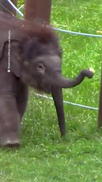 Baby elephant twins squabble over snacks