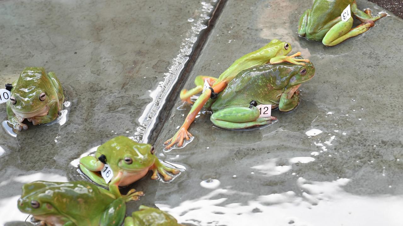 Frogs part of the racing at the Noonamah Tavern. Picture: Katrina Bridgeford