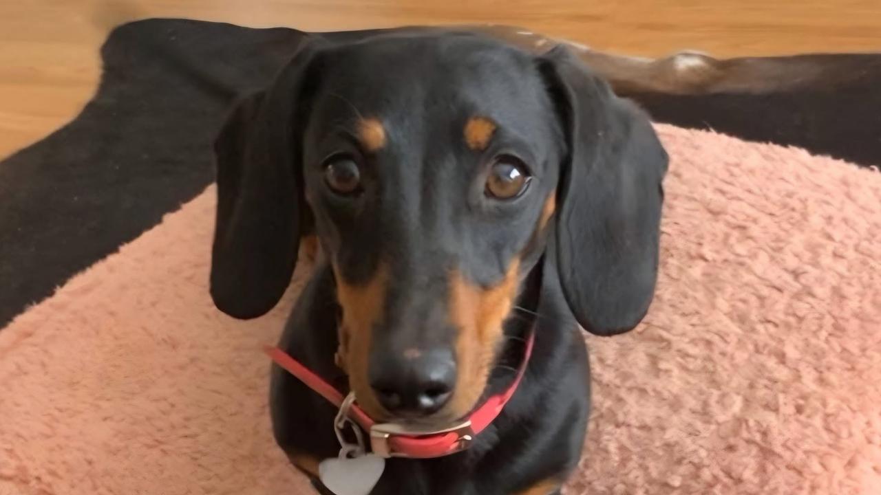 Valerie the missing sausage dog on Kangaroo Island has been found. Picture: Facebook