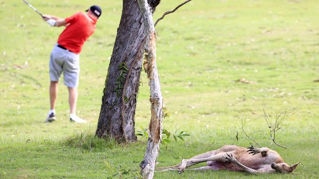 An elderly woman was attacked by a rogue kangaroo in April while playing at Arundel Hills Country Club. Picture: Adam Head