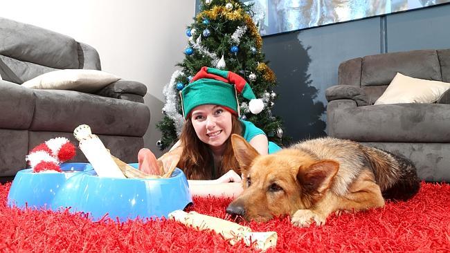 A national pet report reveals how alot of Australians spoil their pets over the festive season. Gold Coast Germa...