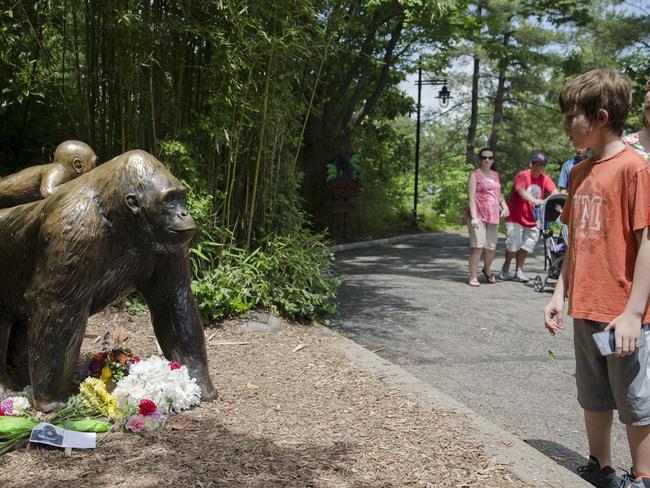 Visitors left flowers at Gorilla World at Cincinnati Zoo &amp; Botanical Garden. Picture: John Minchillo/AP