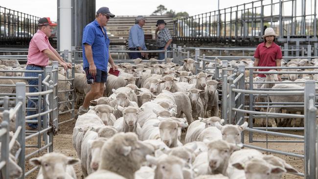 Restockers and processors have been purchasing sheep from Western Australia with freight costs often more than the actual saleyard value of the animal. Picture: Zoe Phillips