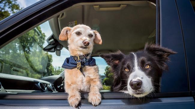 Darcy and Elli get into the travelling spirit. Picture: Jake Nowakowski