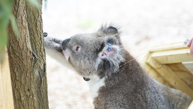 Gympie environmental groups are up in arms over the new council’s plan to repeal wildlife and environmental protections at this Wednesday’s meeting.