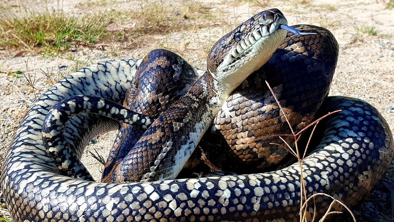 Carpet python from Maudsland. Gold Coast and Brisbane Snake Catcher Tony Harrison's best photos. Photo: Gold Coast and Brisbane Snake Catcher