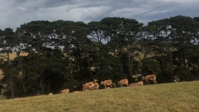 Bruce Manintveld is being remembered as a dedicated farmer who "loved his cows" after he was killed when he was struck by metal during Tuesday's strong winds. Picture: Twitter.