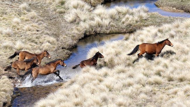 An ecology expert says 5000 wild brumbies in Victoria’s Alpine region should be culled.