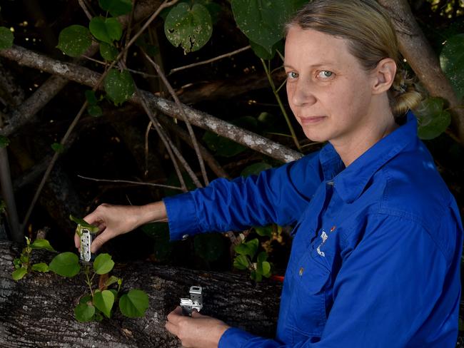 Killer ant ‘super colonies’ wreak havoc across suburbs