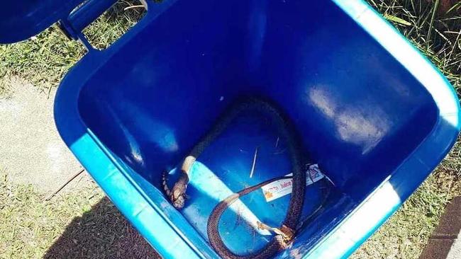 The man did not know what kind of snake it was before picking it up by the back of its head. Picture: Snake Catcher Sunshine Coast