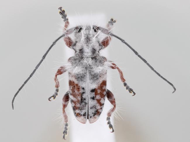 A University of Queensland researcher has discovered a new species of fluffy longhorn beetle while camping in the Gold Coast hinterland. Picture: Lingzi Zhou, Australian National Insect Collection