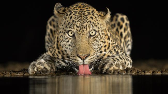 Image Name: Eye to EyePhotographer Name: Brendon CremerThis image from an underground hide at zimanga private game reserve in South Africa. I have spent about a month in total in this hide hoping for a big cat to come a drink and only once was i privileged the opportunity to capture this beautiful big male leopard cautiously coming to drink a mere 3m from me. Seeing and photographing these big cats is always so amazing, but being so close and at eye level with it is just on another level completely.Copyright: © Brendon Cremer, South Africa, Commended, Open, Wildlife (Open competition), 2018 Sony World Photography Awards