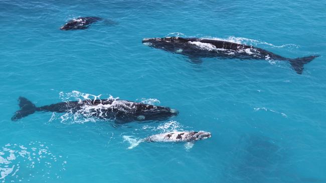 Southern Right Whales at The Head of The Bight Picture: Andrew Brooks