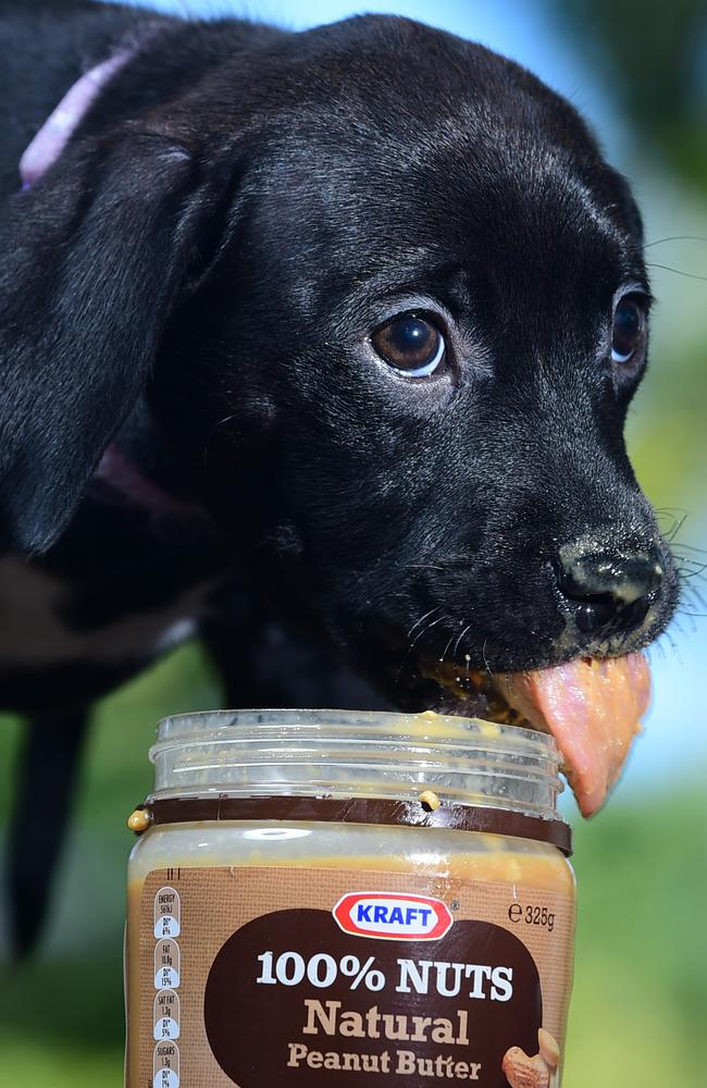 Need to distract your dog? Peanut butter. Picture: Evan Morgan