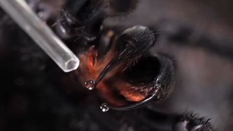 Australian Reptile Park seeking funnel web spider donations. Picture: Supplied