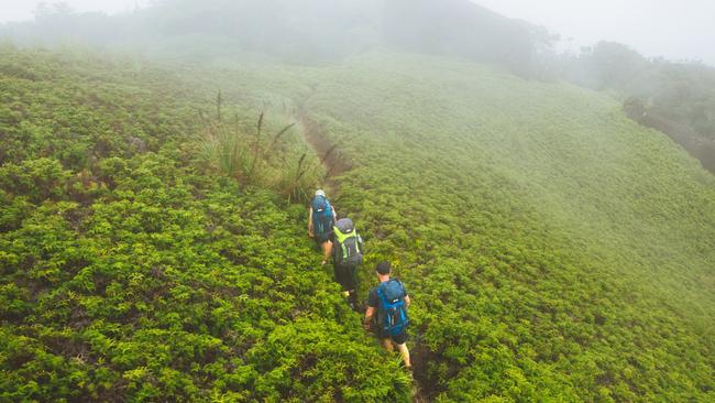 The Devils Thumb walking trail in Daintree National Park. Picture: Tourism Queensland