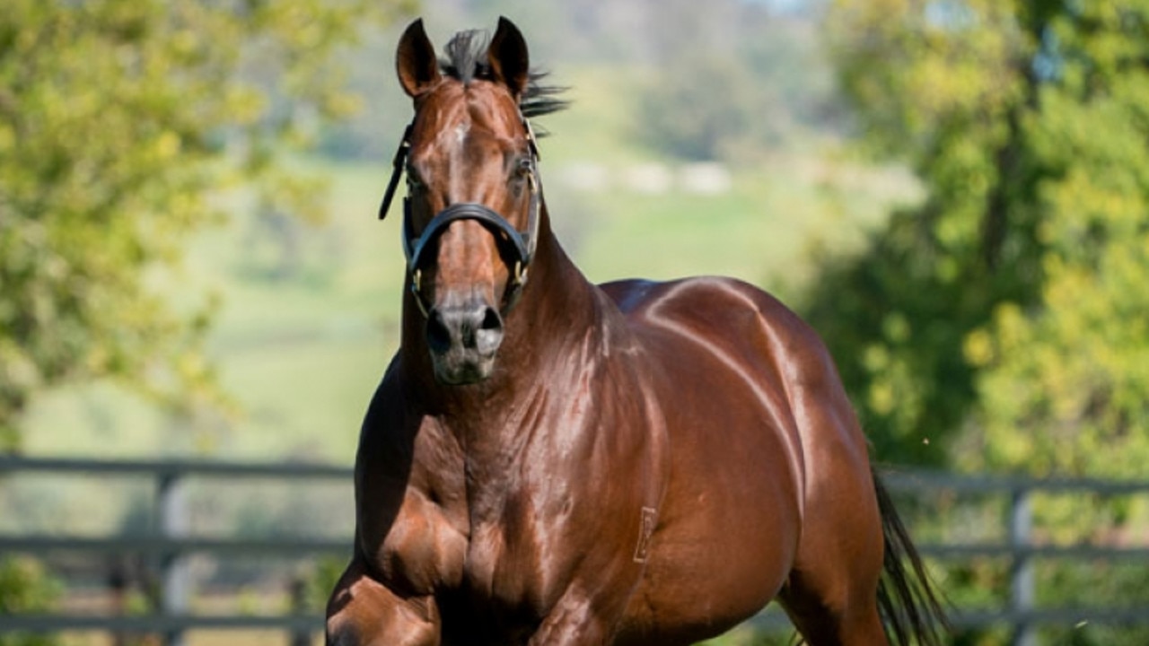 Top stallion Nicconi is the sire of Nicci Knee Knack. Picture: Widden Stud