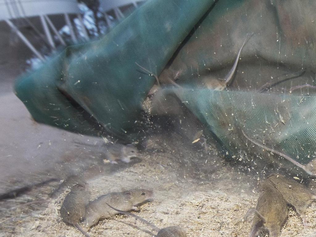 Mice scatter after being busted congregating under a farmer's tarp.