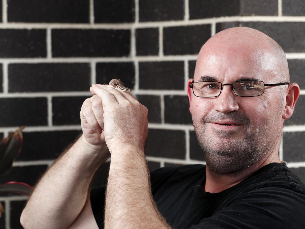 Tim Kelly with Stitch the six week old Ridge Tail Monitor pictured in Caboolture. Image: Josh Woning