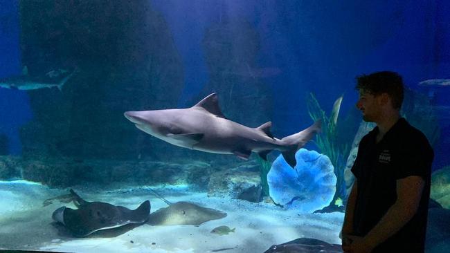 Melbourne Sea Life Aquarium aquarist James Gilbert.